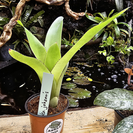 Neoregelia Johannis – Graphic Exotic Plant | JungleBox