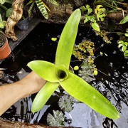 Neoregelia Johannis – Graphic Exotic Plant | JungleBox