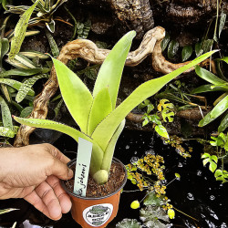 Neoregelia Johannis – Graphic Exotic Plant | JungleBox