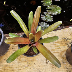 Neoregelia fireball
