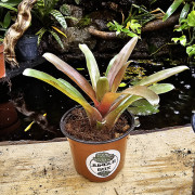 Neoregelia fireball