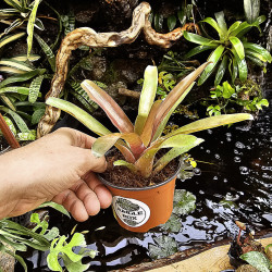 Neoregelia fireball