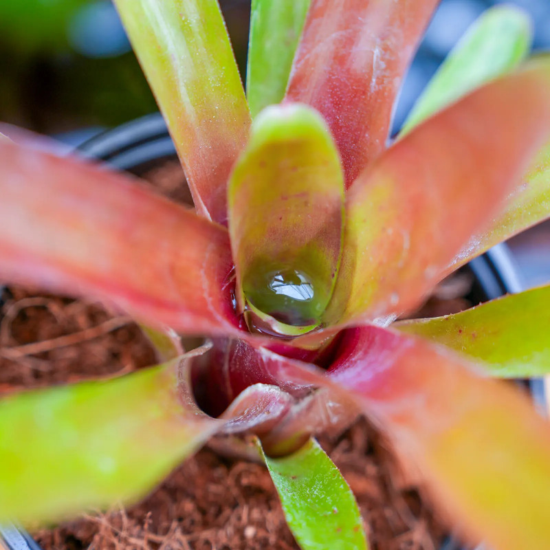 Neoregelia fireball