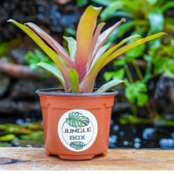 Neoregelia fireball