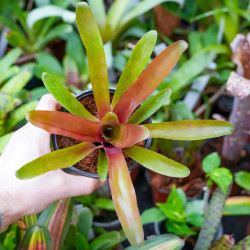 Neoregelia fireball