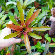 Neoregelia fireball