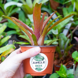 Neoregelia fireball