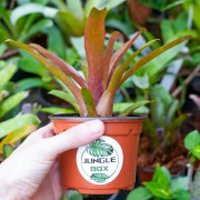 Neoregelia fireball