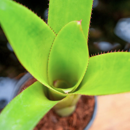 Neoregelia johannis Small