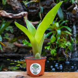 Neoregelia Johannis – Plante exotique graphique | JungleBox