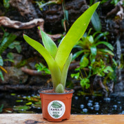 Neoregelia Johannis – Plante exotique graphique | JungleBox
