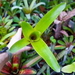 Neoregelia Johannis – Plante exotique graphique | JungleBox