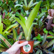 Neoregelia Johannis – Plante exotique graphique | JungleBox
