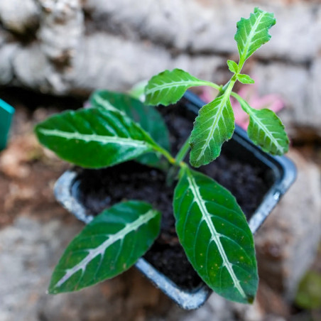 Ruellia makoyana closon