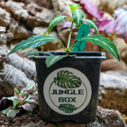 Ruellia makoyana closon