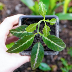 Ruellia makoyana closon