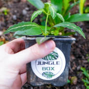 Ruellia makoyana closon