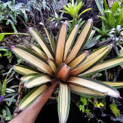 Vriesea saundersii Rio de janeiro