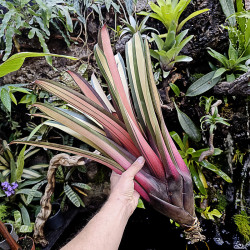 Plante rare pour cette Vriesea saundersii Rio de janeiro