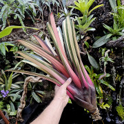 Plante rare pour cette Vriesea saundersii Rio de janeiro
