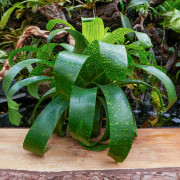 Vriesea fenestralis L