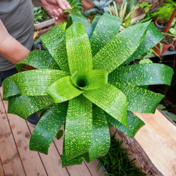 Vriesea fenestralis L
