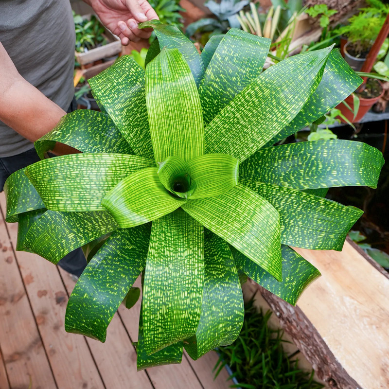 Vriesea fenestralis L