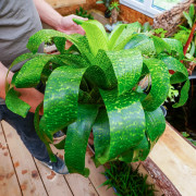 Vriesea fenestralis L