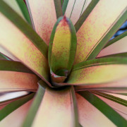 Plante rare pour cette Vriesea saundersii Rio de janeiro