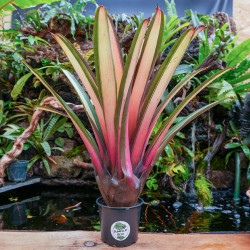 Plante rare pour cette Vriesea saundersii Rio de janeiro