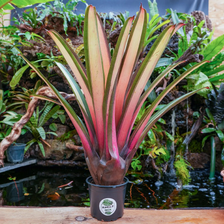 Plante rare pour cette Vriesea saundersii Rio de janeiro