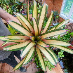 Plante rare pour cette Vriesea saundersii Rio de janeiro