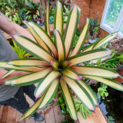 Plante rare pour cette Vriesea saundersii Rio de janeiro