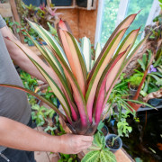 Plante rare pour cette Vriesea saundersii Rio de janeiro