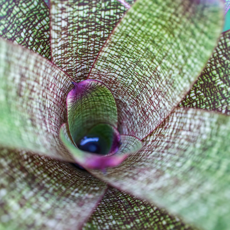 Vriesea fosteriana var.seideliana