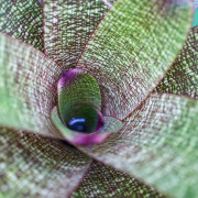 Vriesea fosteriana var.seideliana