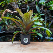 Vriesea fosteriana var.seideliana