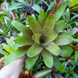 Vriesea fosteriana var.seideliana