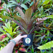 Vriesea fosteriana var.seideliana