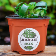 Vriesea racinae – Broméliacée tropicale compacte pour intérieur et terrarium | JungleBox