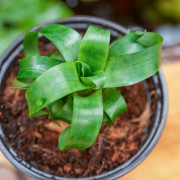 Vriesea racinae – Broméliacée tropicale compacte pour intérieur et terrarium | JungleBox