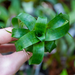 Vriesea racinae – Broméliacée tropicale compacte pour intérieur et terrarium | JungleBox