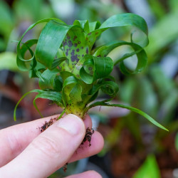 vriesea racinae