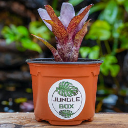Neoregelia atlantis