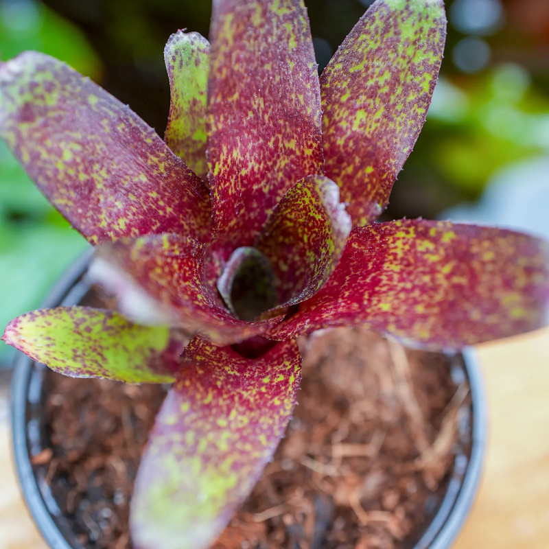 Neoregelia atlantis
