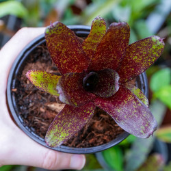 Neoregelia atlantis