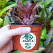 Neoregelia atlantis