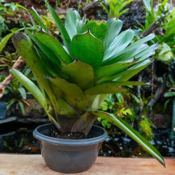 Neoregelia concentrica var. big green