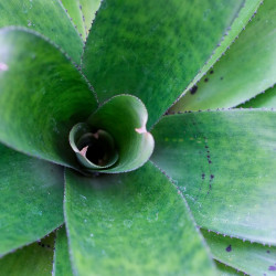 Neoregelia concentrica var. big green
