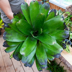 Neoregelia concentrica var. big green